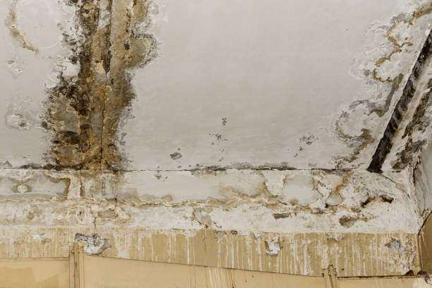 Best Water damage restoration near me  in Ainaloa, HI