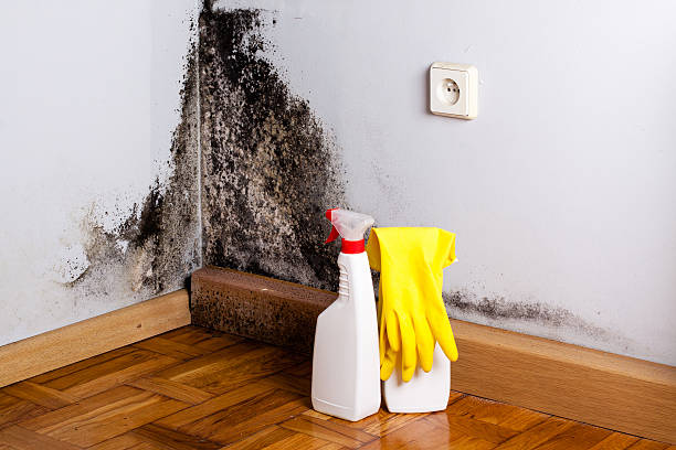 Carpet water damage restoration